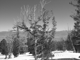 2006 02-Lake Tahoe BW Scenery 3
